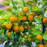 Sweet Orange Live Plant, Citrus Fruit Tree, 1-2 Feet Tall in Gallon Pot