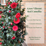 Red Camellia Japonica Plant Live, Blooming Garden Shrub, 8-14 Inch Tall