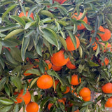 Red Navel Orange Tree, Grafted Citrus Plant, 2-3 Ft Tall, 1 Gallon Pot