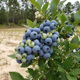 2 Biloxi Blueberry Bush Plant Live, Fruit Tree Seedling, 4-6 Inch Tall