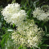 Elderberry Live Plant 6-10 Inches, Fast Growing Black Eldeberries, Ornamental Shrub with Edible Berries for Garden