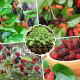 Red Mulberry Tree Plant Live, Live Starter Plant, 4-6 Inch Tall
