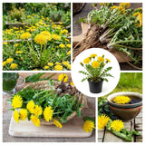 Yellow Dandelion Plant Live, Edible Herb Flower Plant, 4-7 Inch Tall