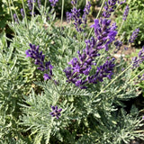 Light Purple Lavender Plant Live, Purple Blooms Flower, 4-6 Inch Tall