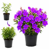 Purple Live Tibouchina Princess Plant, Garden Shrub, 3-5 Inch Tall