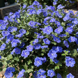 2 Evolvulus Live Plants, Flower Plant, 4-6 Inch Tall