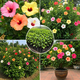4 Mixed Hibiscus Plant Live, Tropical Flower Shrub, 4-6" Tall