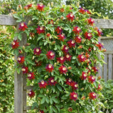 2 Red Passion Flower Live Plants, Patio Container Plant, 4-7 Inch Tall