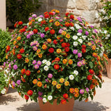 4 Mixed Lantana Live Plants, Indoor Outdoor Plant, 4-7 Inch Tall