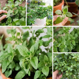 Set 3 Greek Oregano Live Plant 4-6" Tall