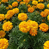 Yellow African Marigold Flower Live Plant, 5-7 Inch Tall, 4 Inch Pot