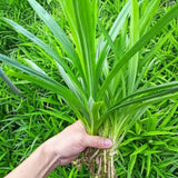 Pandan Herb Live Plant, Well-Rooted Herb Plant, 4-8 Inch Tall