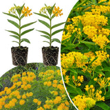 2 Yellow Milkweed Live Plants, Hardy Garden Plant, 4-6 Inch Tall