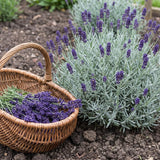 2 Creek Lavender Live Plants, Outdoor Garden Herb Plant, 4-6 Inch Tall