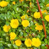 4 Yellow Portulaca Plants Live, Moss Rose Flower, Live Starter Plant, 4-7 Inch Tall