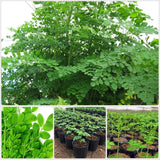 2 Moringa Oleifera Live Plants, Fast Growing Herb Tree, 3-6 Inch Tall