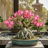 Pink Desert Rose Live Plant, Garden Plant, 4-6 Inch Tall