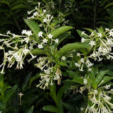 4 Pack Night Blooming Jasmine Live Plants, 4-7 Inc Tall