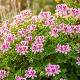 Citronella Geranium Plant Live, Fragrant Herb Plant, 4-6 Inch Tall