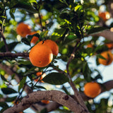 Sweet Orange Live Plant, Citrus Fruit Tree, 1-2 Feet Tall in Gallon Pot