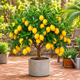 Grafted Meyer Lemon Tree Live Plant, 2 Ft Tall