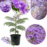 Set 2 Jacaranda Tree Live Plant 8-10 Inches Tall