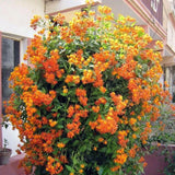 2 Mexican Flame Vine Live Plants, 4–7" Tall