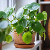 Money Live Plant, Pilea Peperomioides Houseplant, 2 Inch Pot