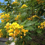 Set 2 Yellow Christmas Winter Cassia Plants Live, 4-8 Inch Tall