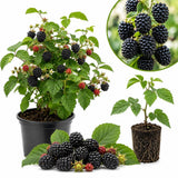 2 Navaho BlackBerry Live Plants, Berry Fruit Bush, 4-6 Inch Tall