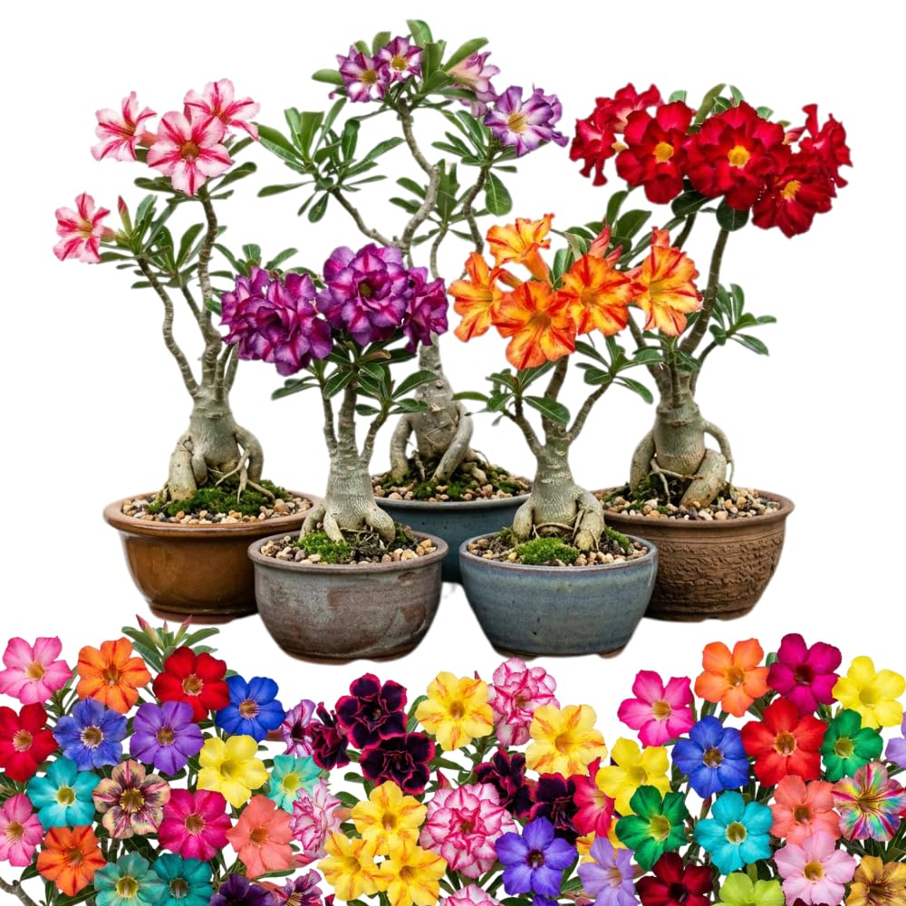 Assorted Desert Rose Live Plant, Adenium Obesum Flowers, 4-6 Inch Tall