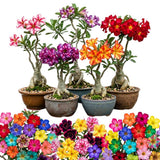 Assorted Desert Rose Live Plant, Adenium Obesum Flowers, 4-6 Inch Tall