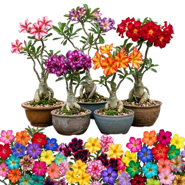 Assorted Desert Rose Live Plant, Adenium Obesum Flowers, 4-6 Inch Tall