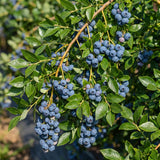 2 Elliott Blueberry Live Plant, Garden Berry Plant, 4-6 Inch Tall
