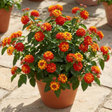 2 Red Orange Live Lantana Plants, Home Garden Plant, 4-7 Inch Tall