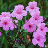 6 Pink Petunia Live Plants, Patio Container Plant, 5-7 Inch Tall