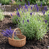 2 Provence Lavender Plants Live, Herb Plant, 4-6 Inch Tall