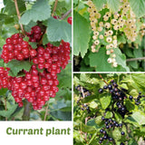 Pack 3 Red Currant Plant Live for Outdoor Growing, Currant Bushes Plugs Size 3-5" Tall, No Pot, Fast-Growing and Cold Hardy, Ready for Spring Planting