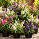 Random Butterfly Bush Plant Live, Fragrant Buddleia for Planting, 5-9" Tall