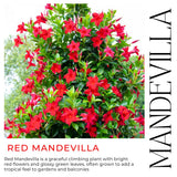 2 Red Live Mandevilla Plants, Indoor Outdoor Plant, 4-6 Inch Tall