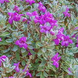 4 Silverleaf Texas Salvia Sage Bushes, Indoor Outdoor Flower, 4-6 Inch Tall