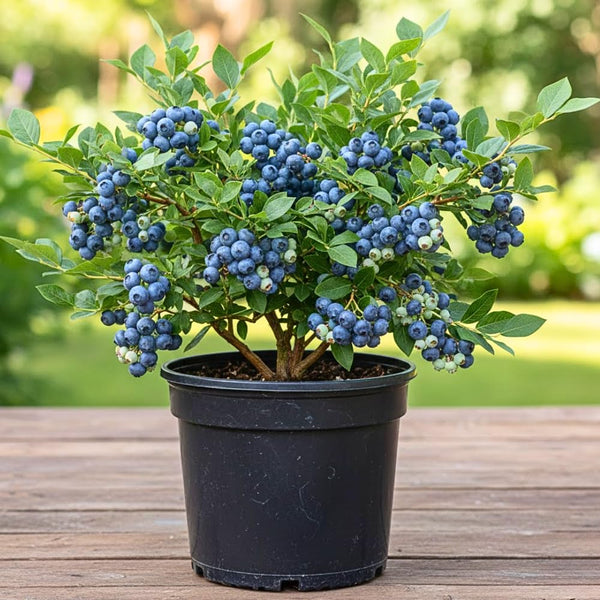 2 Legacy Blueberry Plant Live, Blueberry Bushes Plant, 4-7 Inch Tall