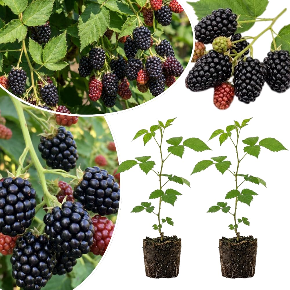 2 Triple Crown Black Berry Live Plants, Indoor Outdoor Plant, 4-6 Inch Tall