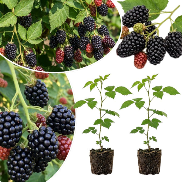 2 Triple Crown Black Berry Live Plants, Indoor Outdoor Plant, 4-6 Inch Tall