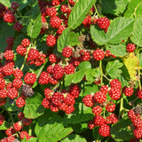 2 Sweet Boysenberry Plants, Starter Plant, 4-6 Inch Tall