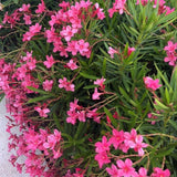 Set 2 Live Pink Oleander Plant, 4 to 6 Inch Tall