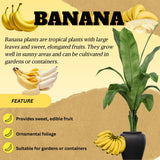 Grand Nain Banana Tree Live Plant, Home Garden Plant, 4-6 Inch Tall