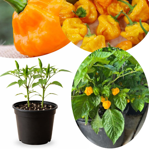 Jamaican Yellow Pepper Plants Live, Pepper Plant, 4-7 Inch Tall, 4 Inch Pot