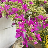 2 Variegated Purple Bougainvillea Live Plants, Garden Plant, 5-7 Inch Tall