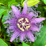 Light Purple Passiflora Passion Flower Live Plant, 4-6 Inch Tall